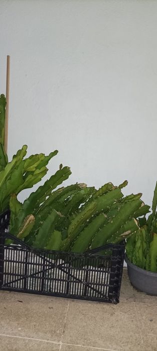 Mudas de pitaya várias variedades disponivel com Raiz