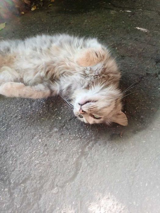 приблудилась кошка