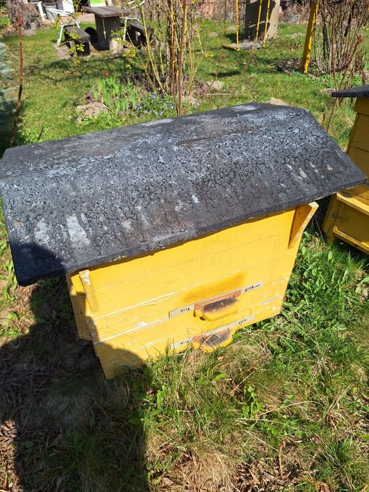 Ule Warszawskie zwykłe sprzedam wraz z ramkami.