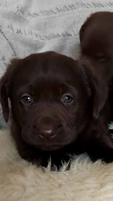 Labrador czekoladowy
