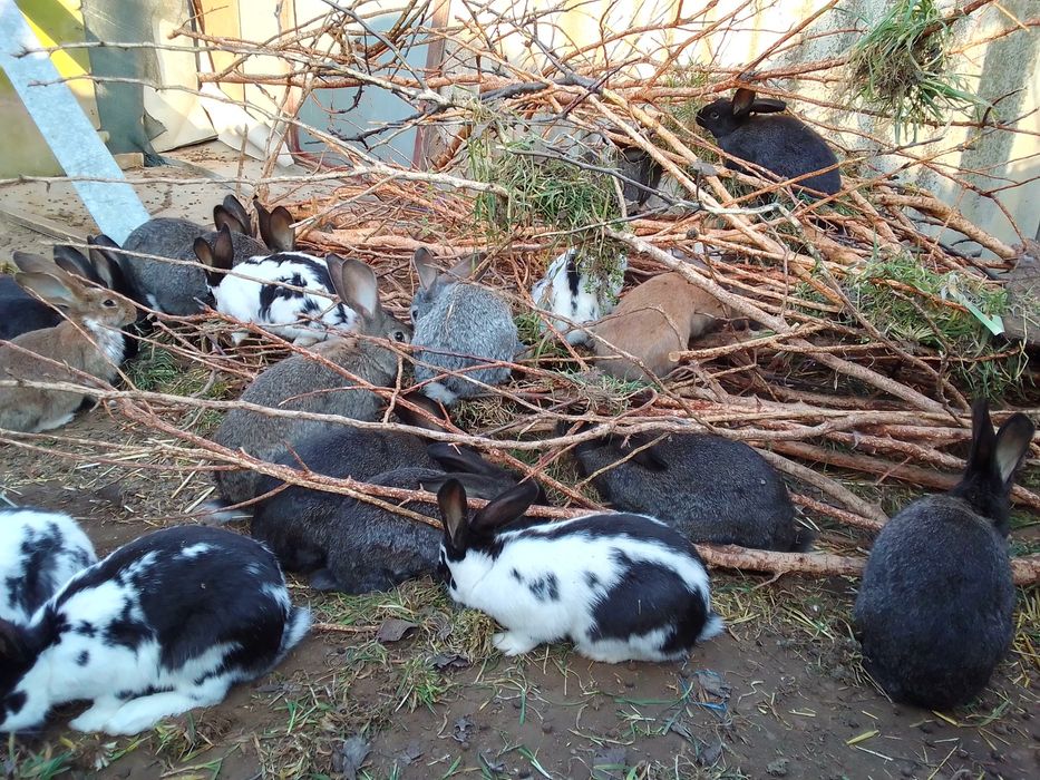 Молоднячок саме под травичку.