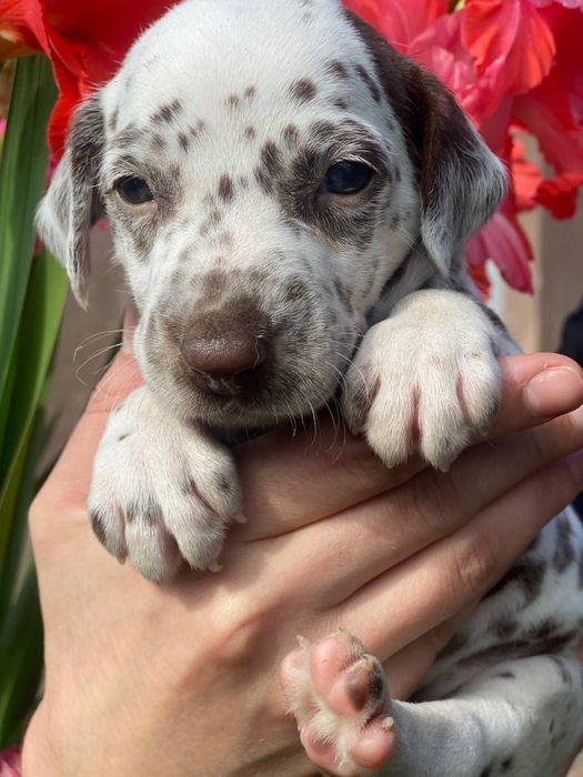 Щенята далматинці