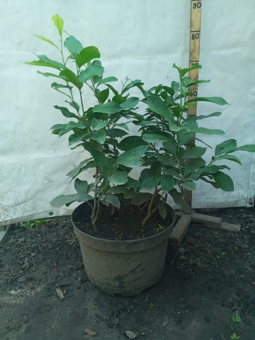 Схрещений лимон на 4 коріння