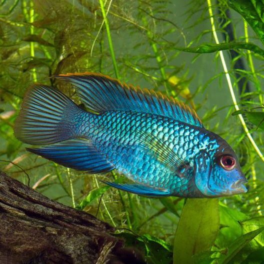 Akara electric blue od Neon Zoo