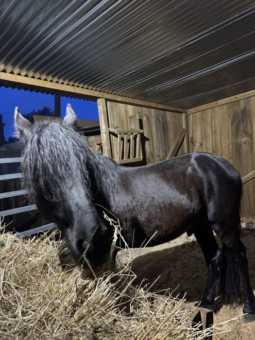 Cavalo luso-arabe preto