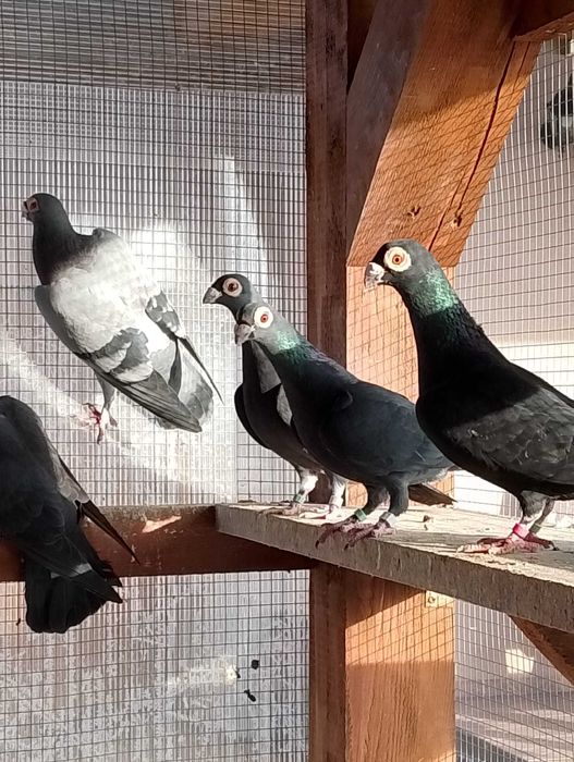 Brodawczaki podkarpackie