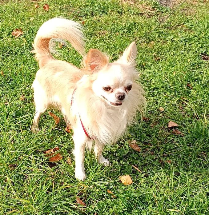 Чихуахуа хлопчик дорослий