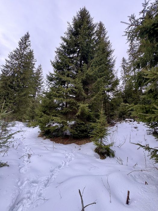 Ділянка в Карпатах біля річки ( Кривопільський перевал )