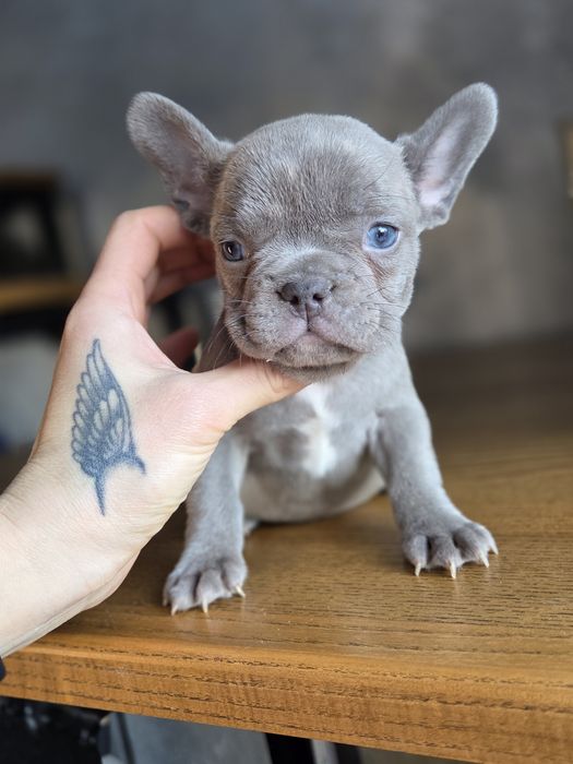 Крутезна мала французький бульдог