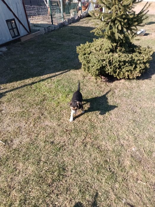 Oddam w dobre ręce 2 pieski , 2 suczki