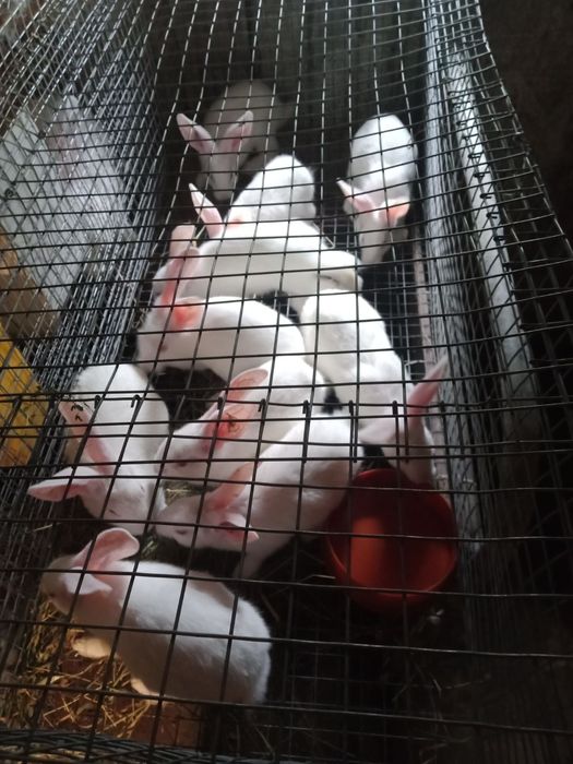 Кролі самки термонці