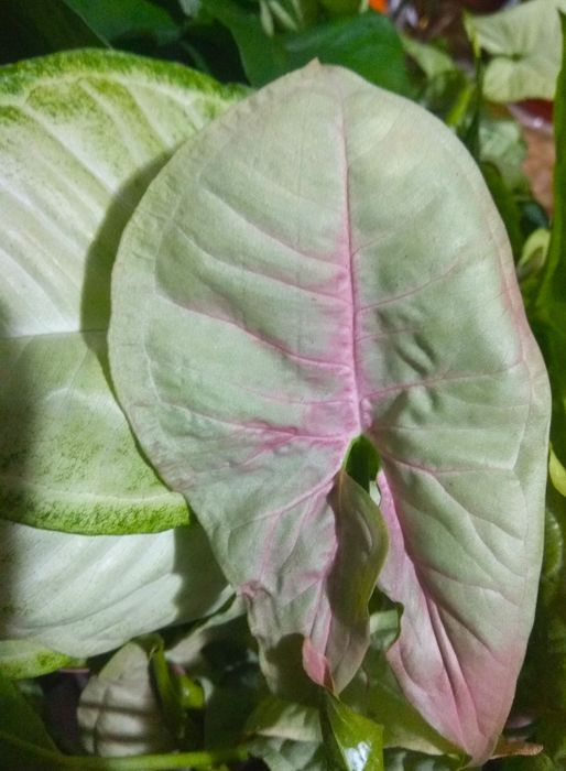 Зрізи сортових сингоніумів