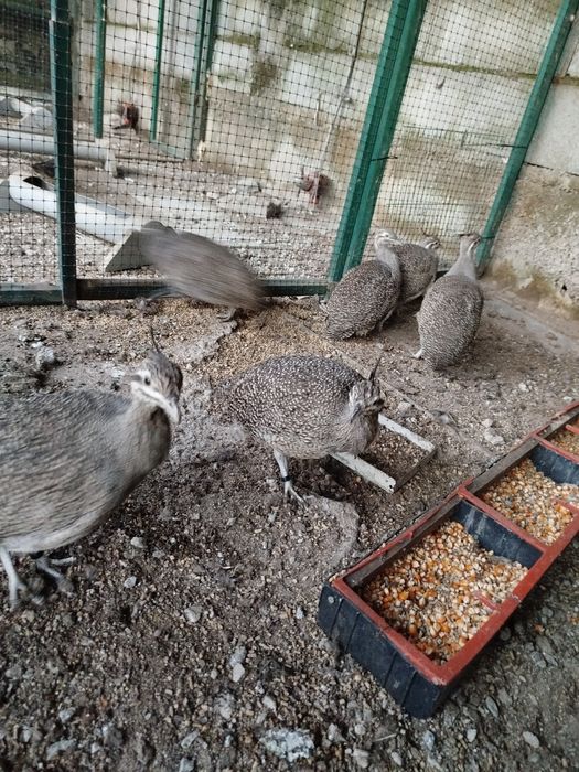 Casais. Pedicula aziatica Colins da Virginia. Galitos da rocha