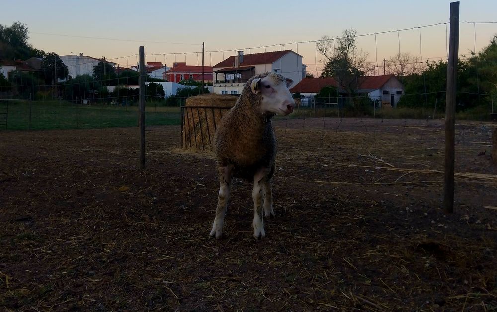 Borrego Ile-de-France