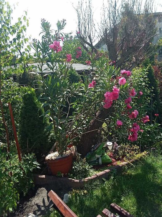 oleander sztuki od 2 do 2,5 metra wysokości