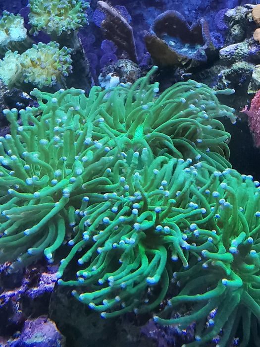 Euphyllia Glabrescens Green, korale, koralowiec, koral, nemo