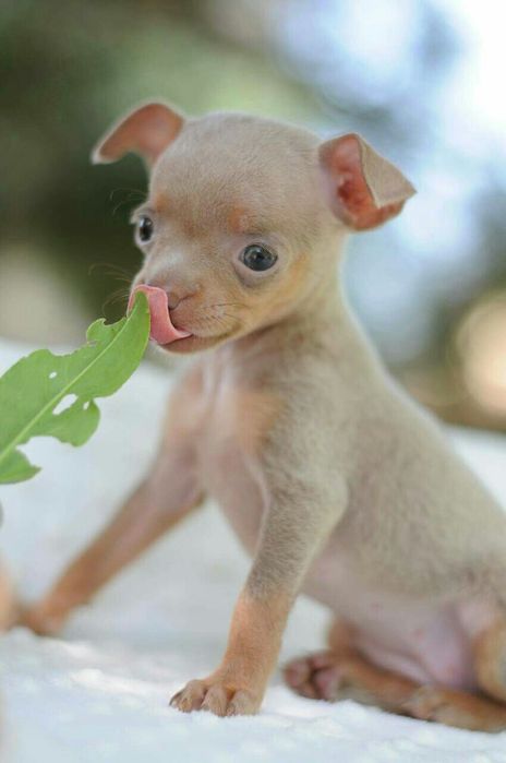 той терьер щенки цуценя