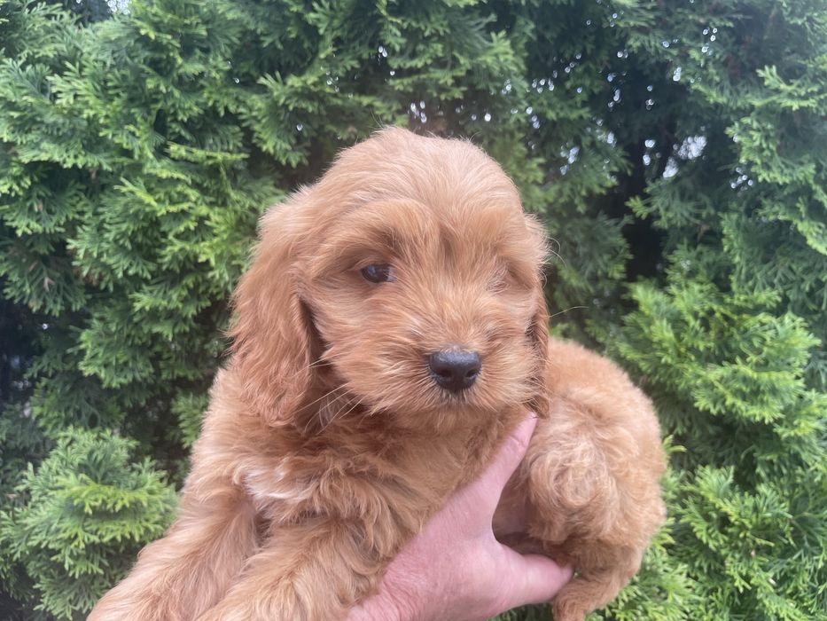 Cockapoo szczeniaki