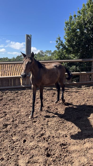 Egua puro sangue lusitano 1 ano