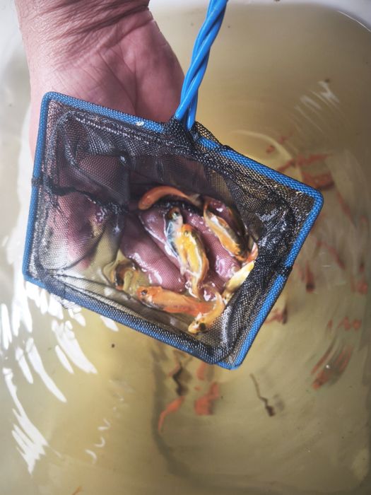 Carpa koi criação nacional