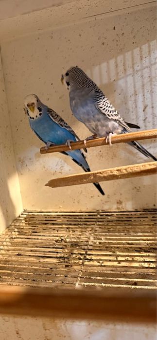 Casal de periquitos disponivel