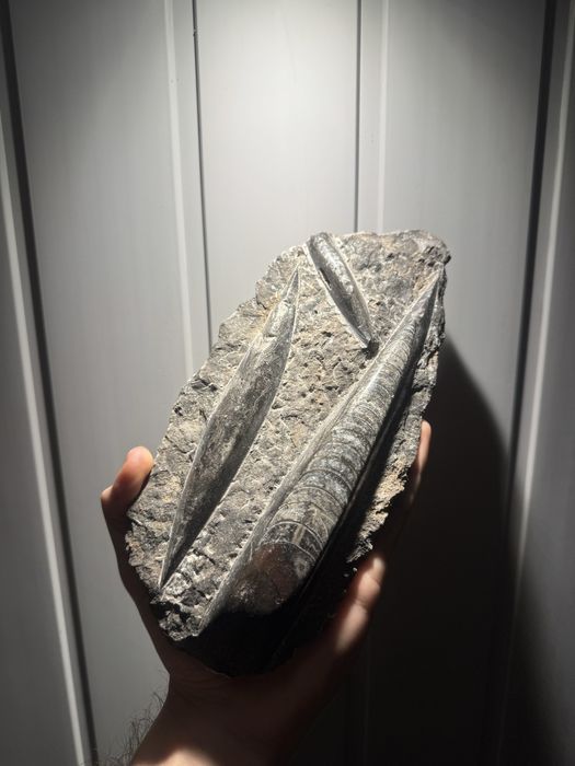 Coleção Fóssil/Fósseis