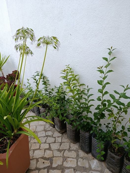 Lote 20 arbustos Ligustrum japonicum (oferta1)