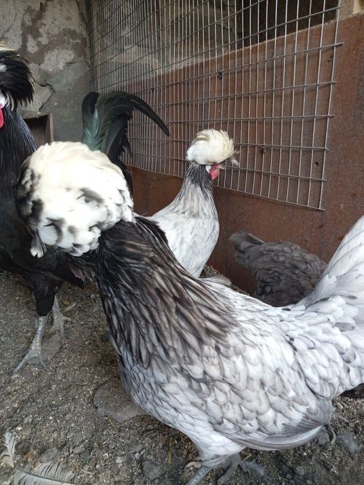 Sprzedam jajka lęgowe