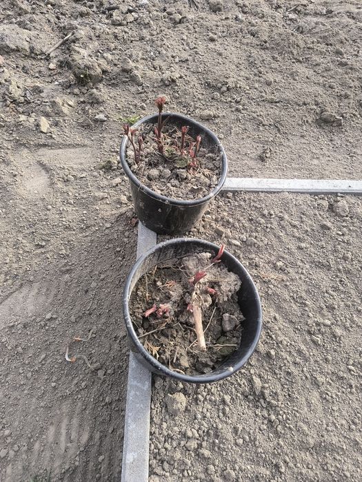 Piwonia chińska, różowa