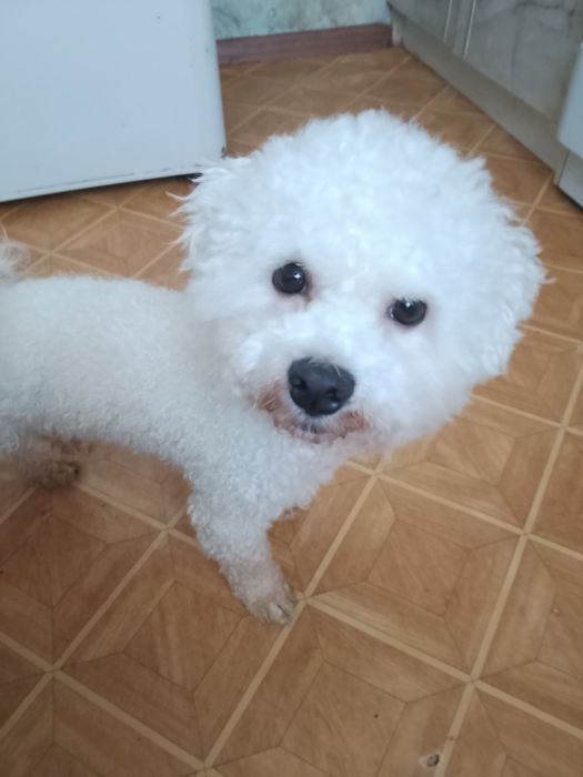 Бишон фризе вязка