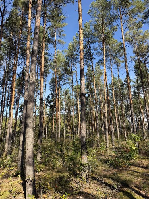 7,81 ha w miescie Chorzele | las + grunty rolne | dzialka potencjal inwestycyjny | 2 drogi publiczne | blisko zabudowy, strefy gospodarczej i DW614 - Widok 5