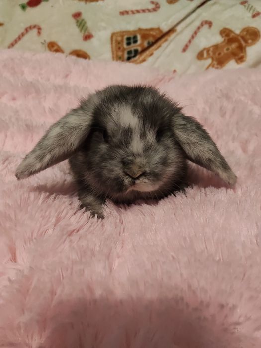 Sprzedam samiczkę mini lop