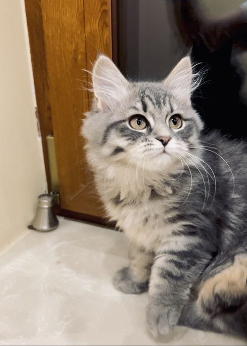 Kotka Syberyjska gotow na zmnię domu