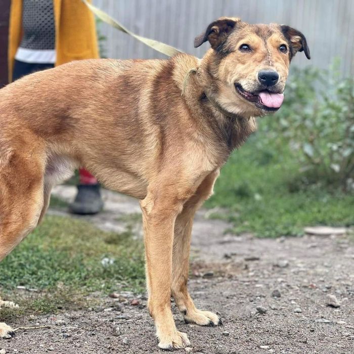 Шанс в поиске семьи