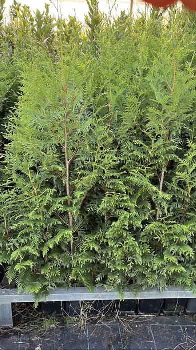 Tuia Plicata “Gerderland”