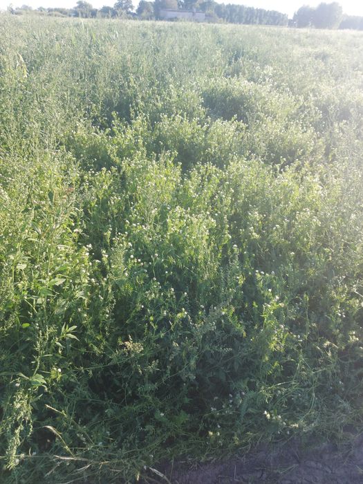 seradela 3 tony zbiór 2025 możliwa wysyłka