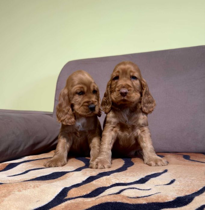 Cocker Spaniel angielski SUCZKA