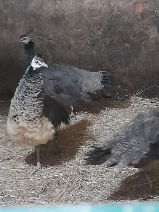 Pavões arlequim maicho adulto ,femias adulta