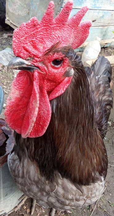 Продам курячі інкубаційні яйця порода джергійський гігант Вінницька об