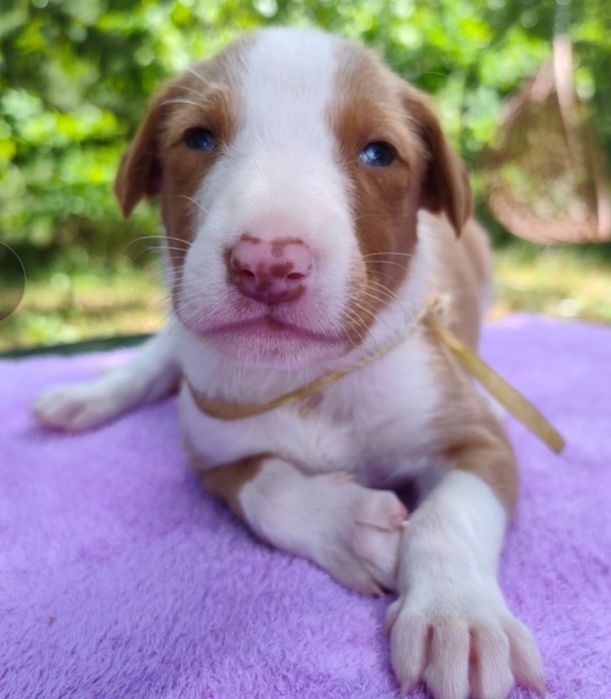 Podenco z Ibizy,mamy maluszki