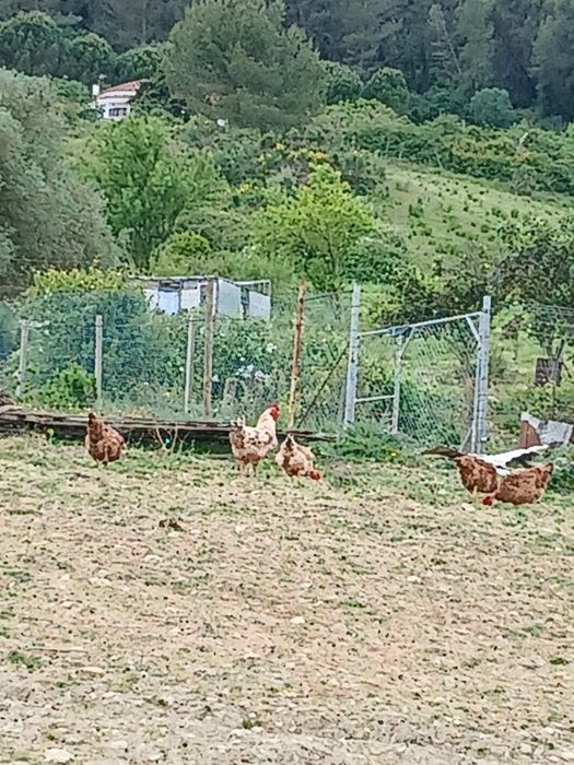 Ovos de galinhas soper felizes