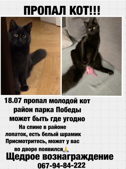 Пропал черный молодой кот