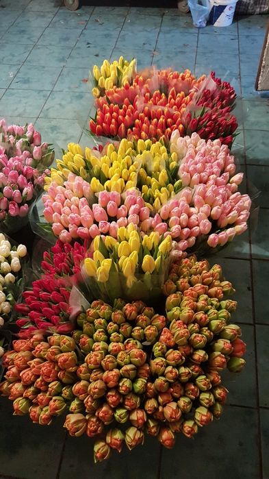 Тюльпан опт Киев