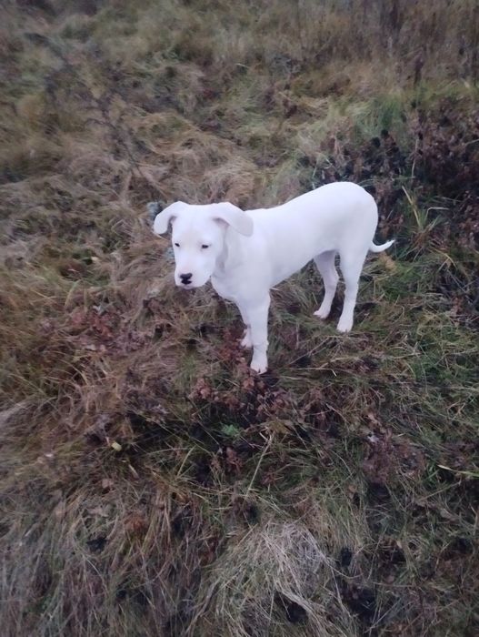 Щенкі аргентинський дог