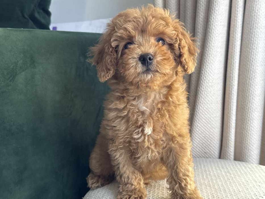 Cavapoo piesek