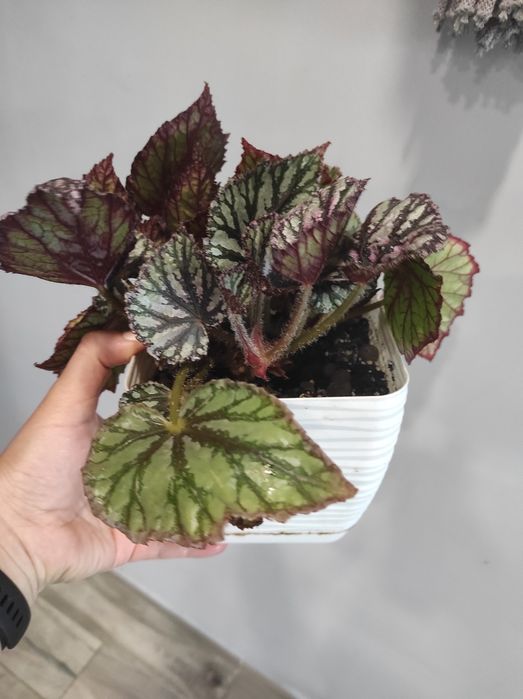 Begonia cała roślina