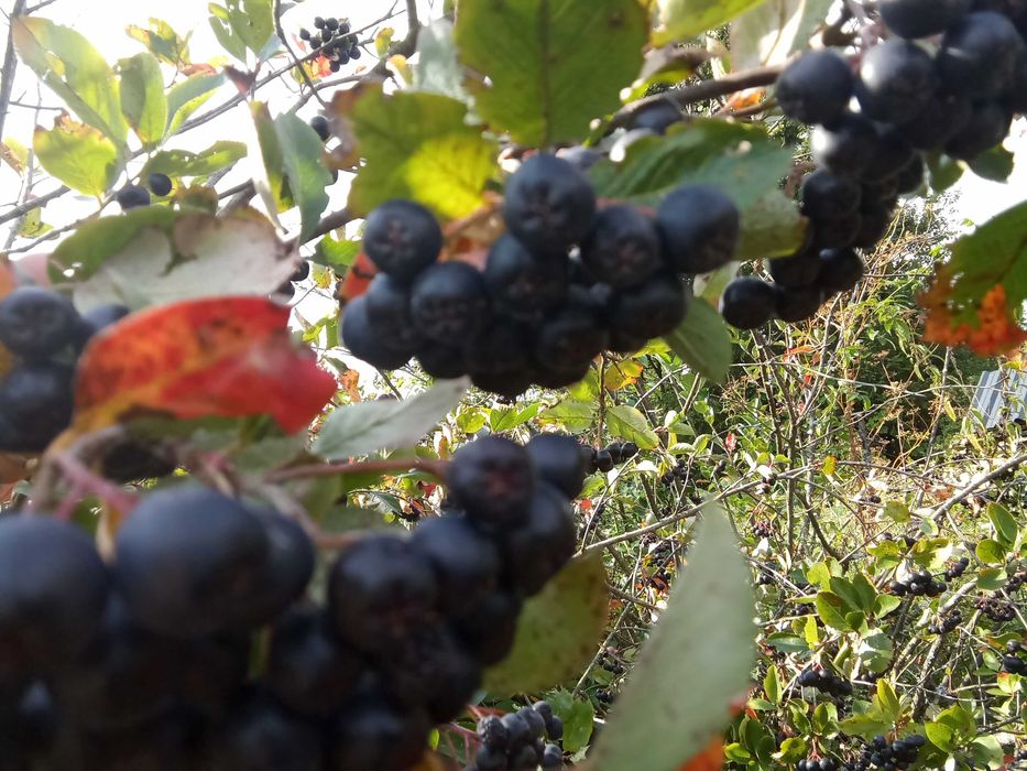 Aronia ekologiczna, soczyste owoce, 10 kg
