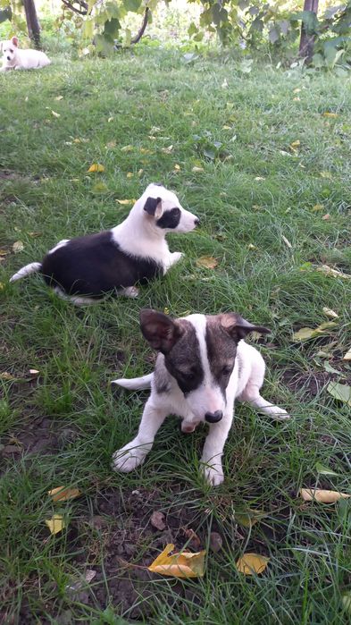 Віддам у добрі руки