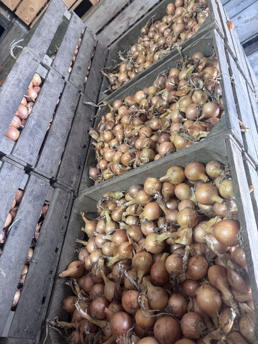 Cebula drobna na wysadkę