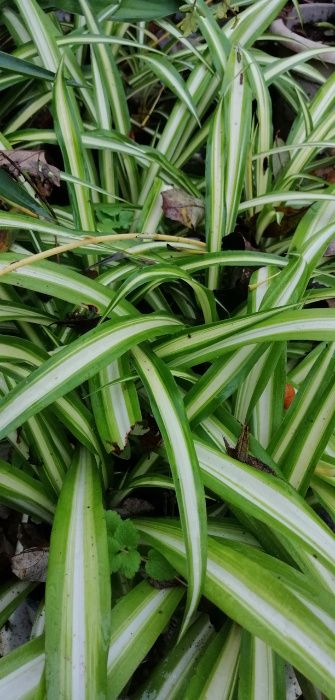 Clorofito - planta em vaso